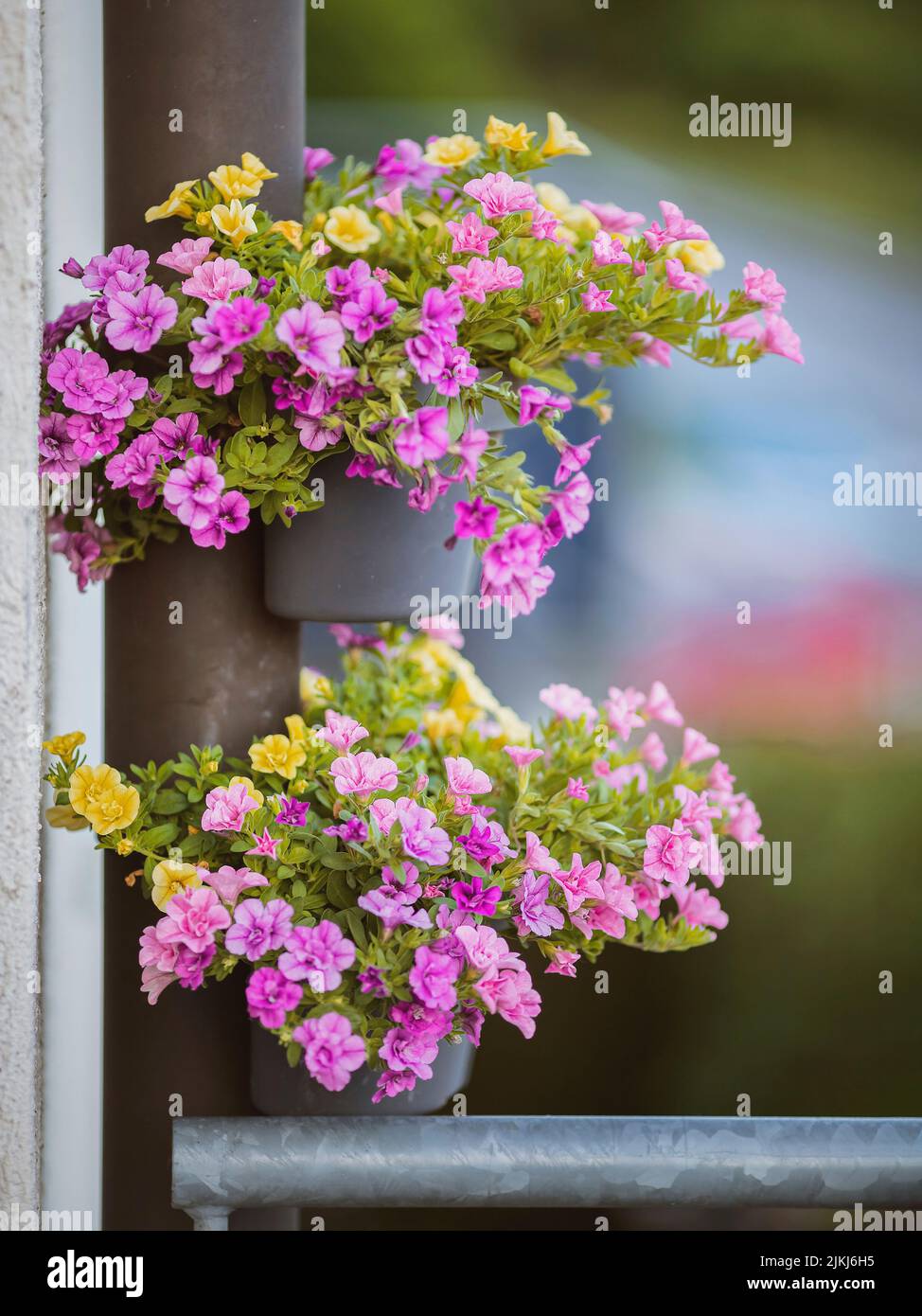 Beautify gutters with petunias Stock Photo