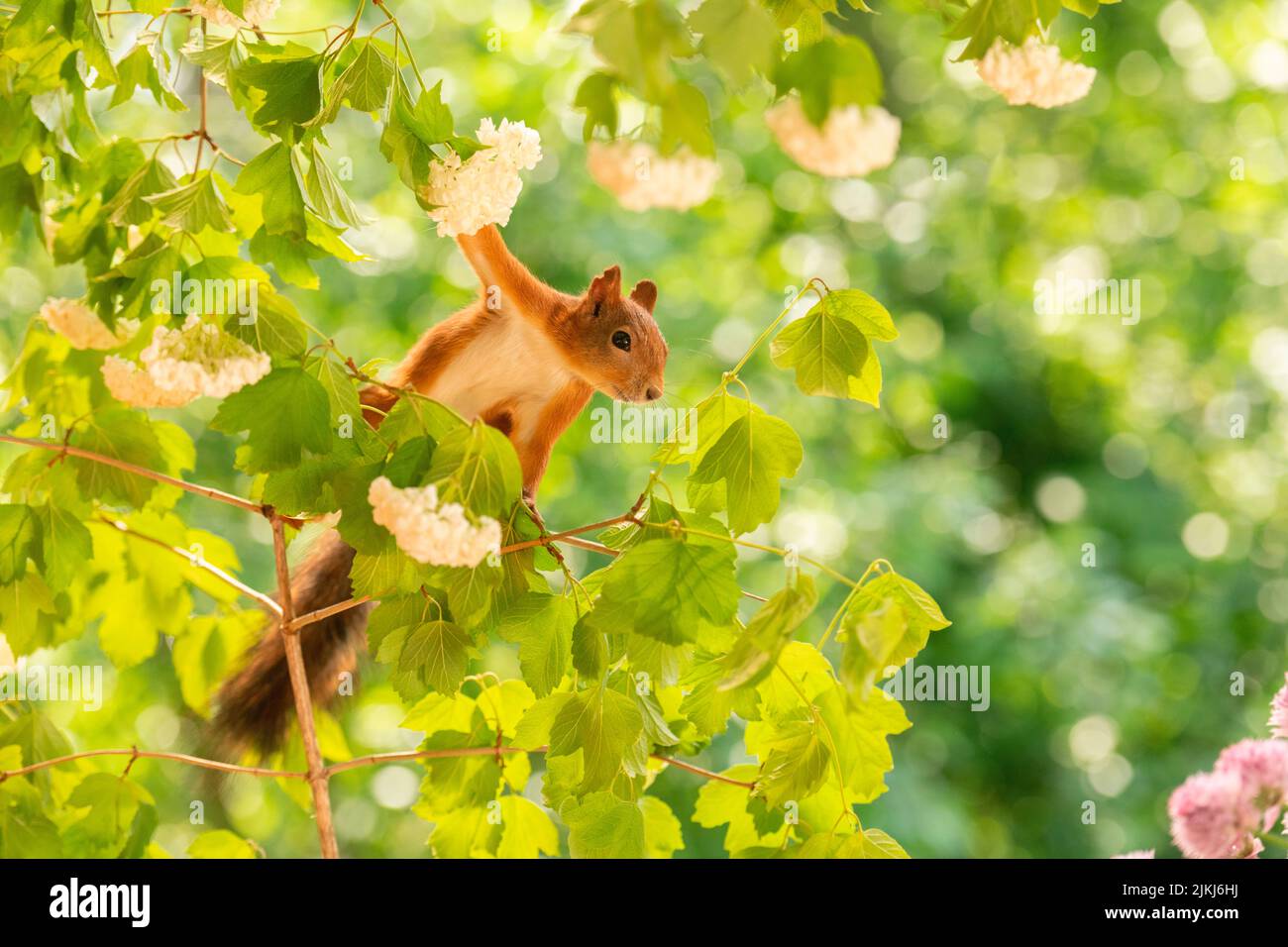 Red Squirrel on snowball tree branches with flowers Stock Photo