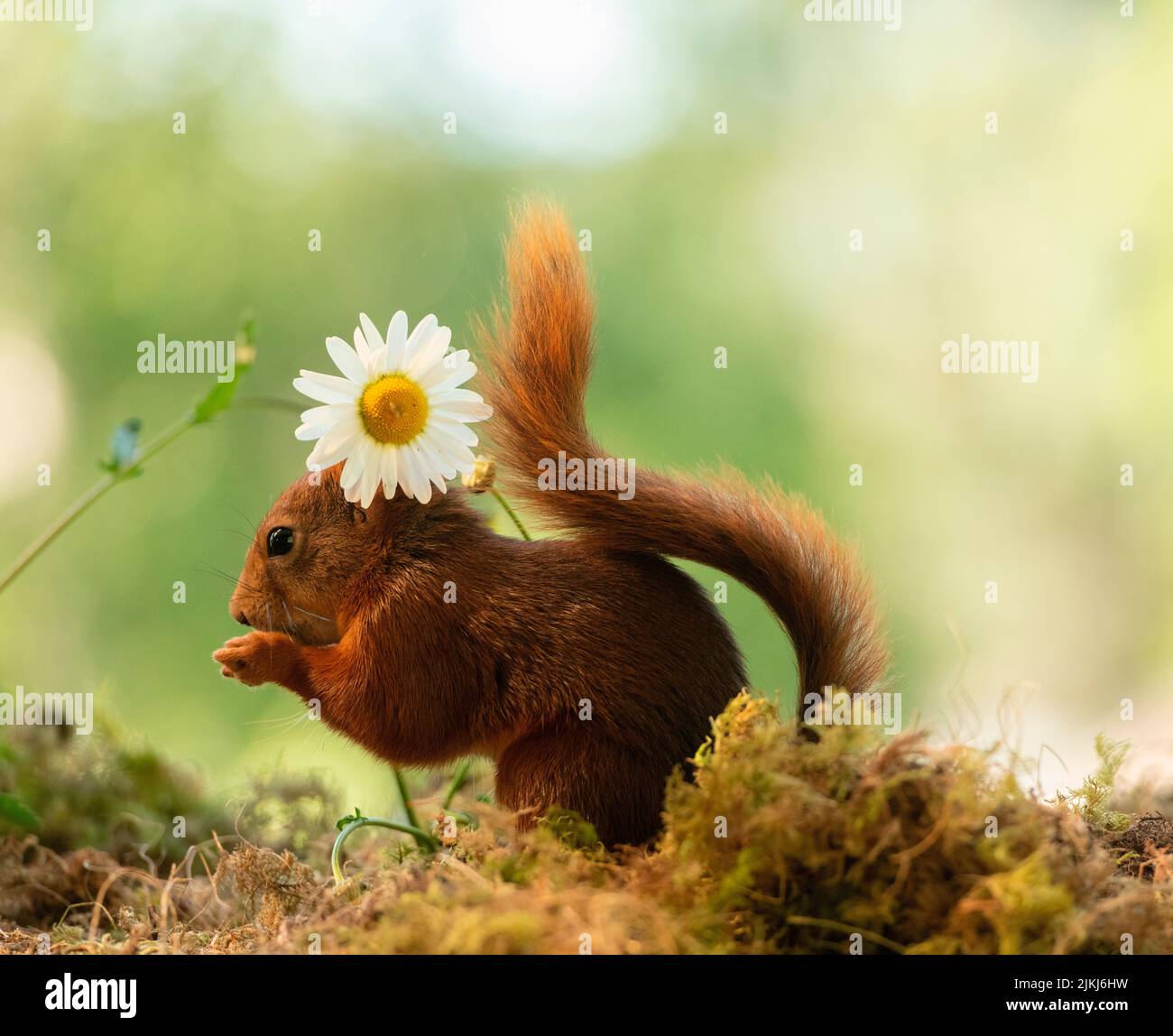 Red Squirrel is holding an marguerites flower Stock Photo