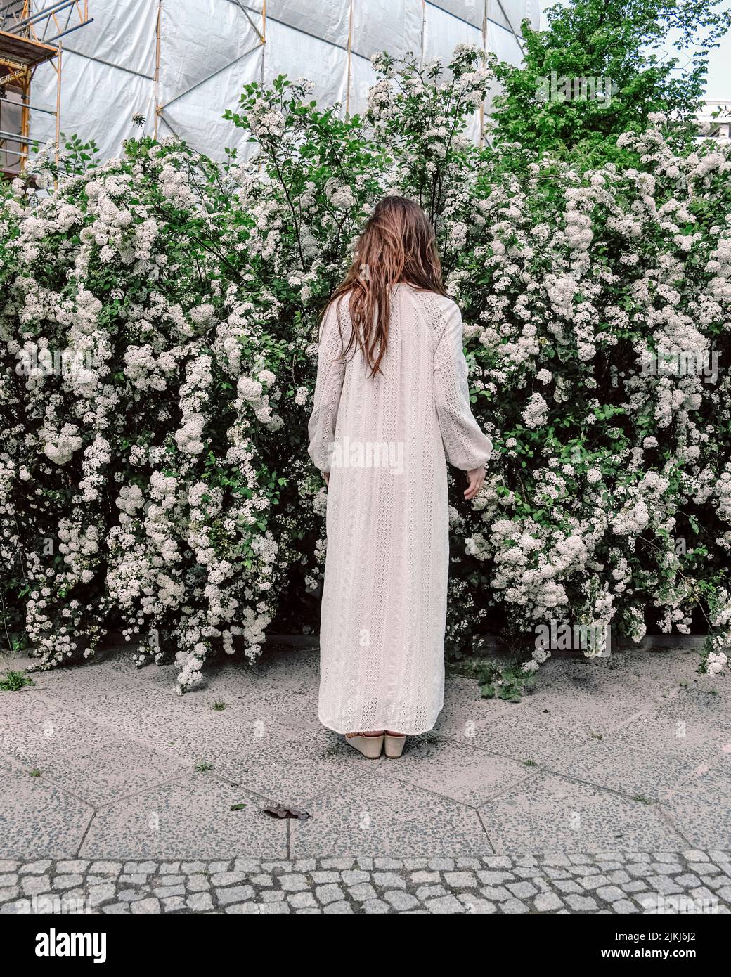woman, white dress, from behind, scalding bush Stock Photo
