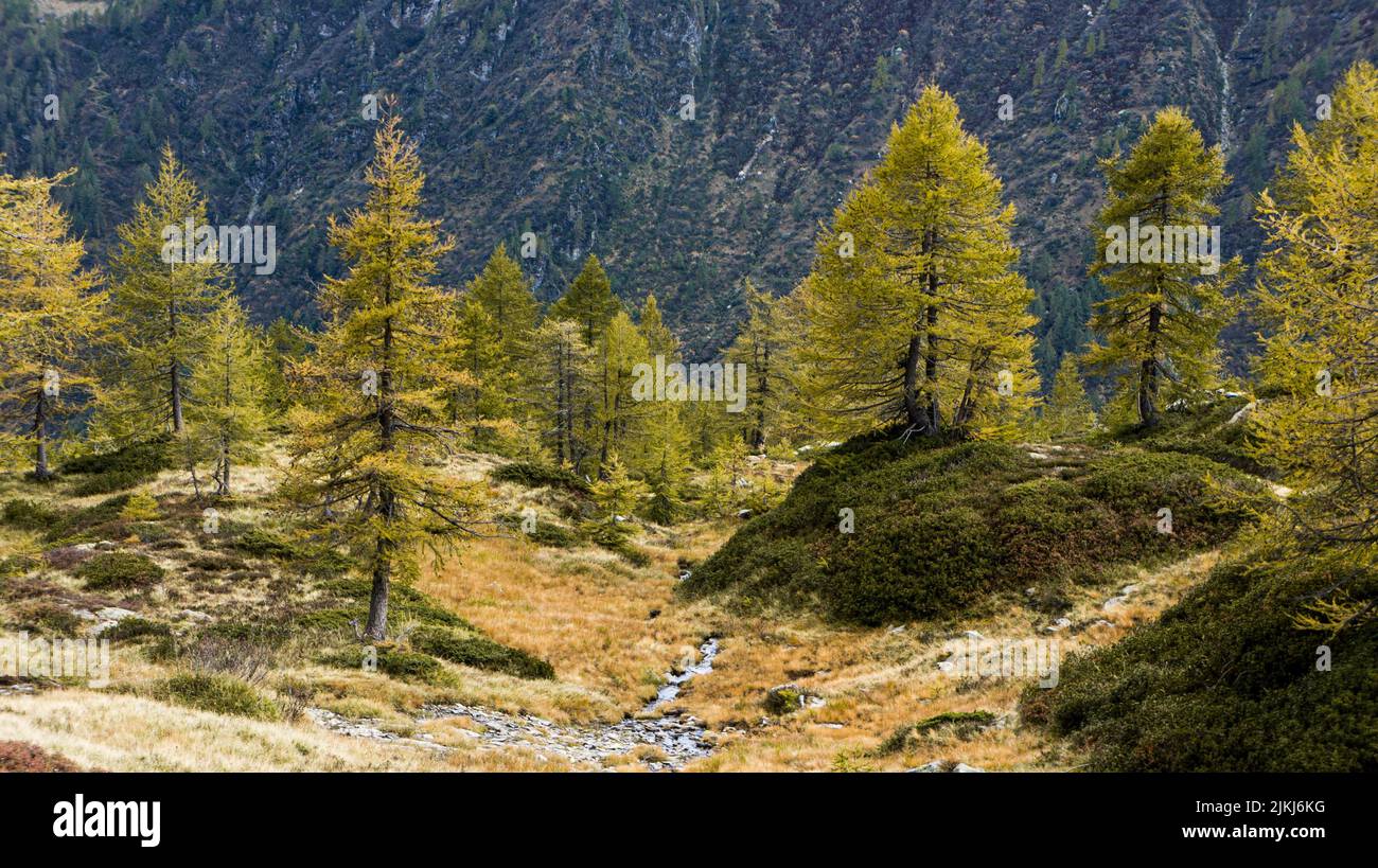Evergreen pine fir trees hi-res stock photography and images - Alamy