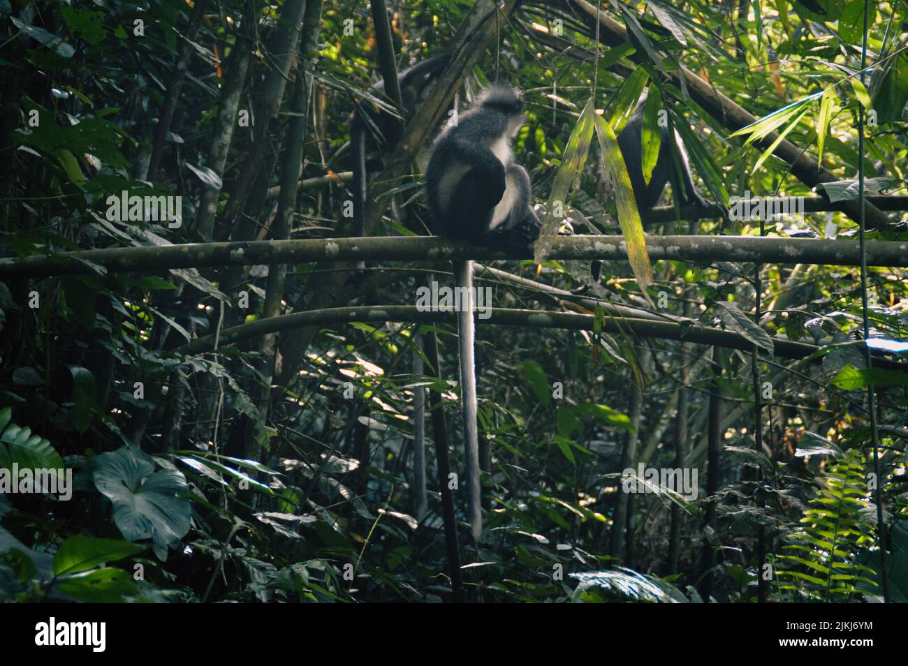 A beautiful shot of Thomas Leaf Monkey sitting on a bamboo chopstick in the forest in Bukit Lawang North Sumatra, Indonesia Stock Photo