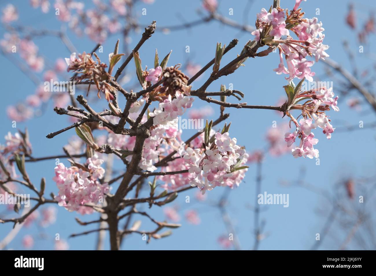 Cherry blossom, spring, bloom, pink, blue sky, pink flowers Stock Photo