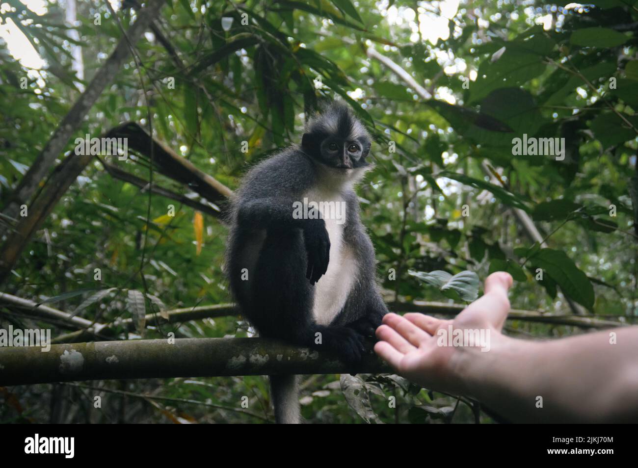 A closeup shot of a hand trying to pet with the Thomas Leaf Monkey sitting on a bamboo chopstick in the forest in Bukit Lawang, Indonesia Stock Photo