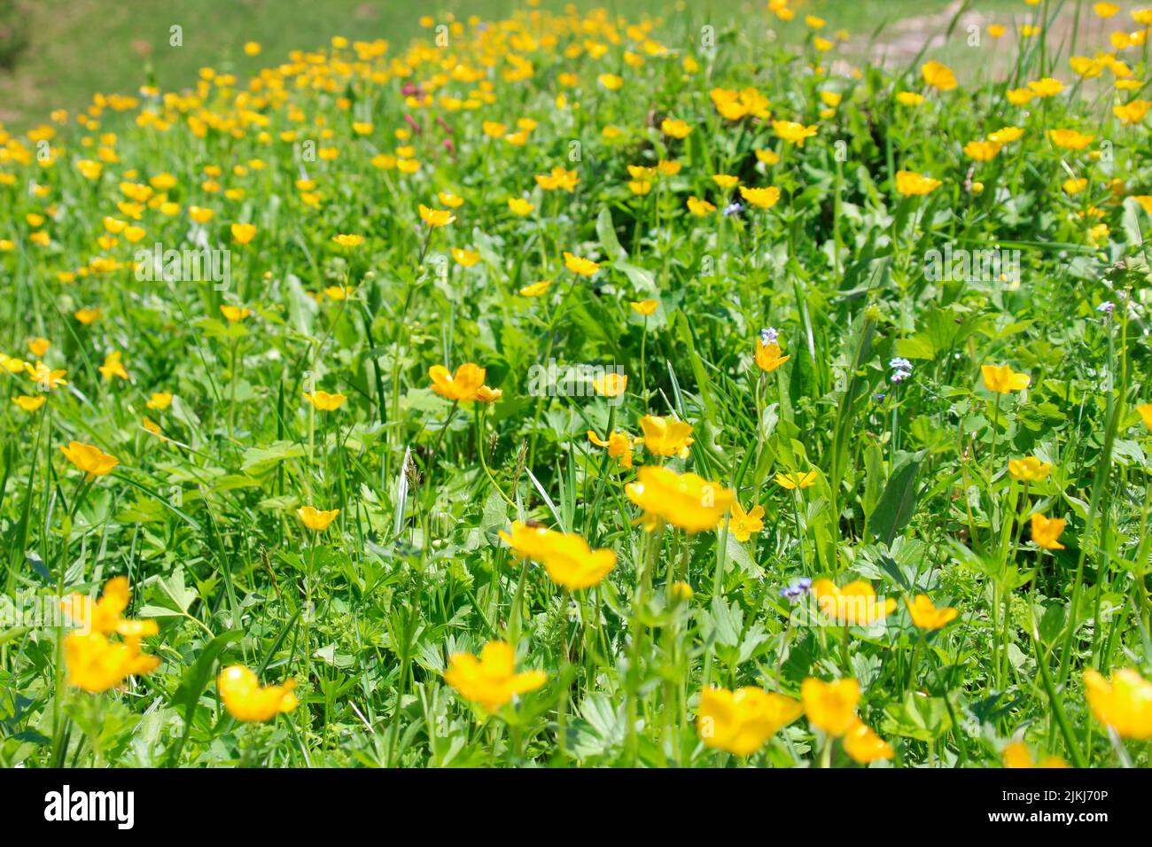 Ranunculus meadow on the wayside during hiking in South Tyrol, Ranunculus, meadow, Ahrntal, Klausberg, Italy, Stock Photo