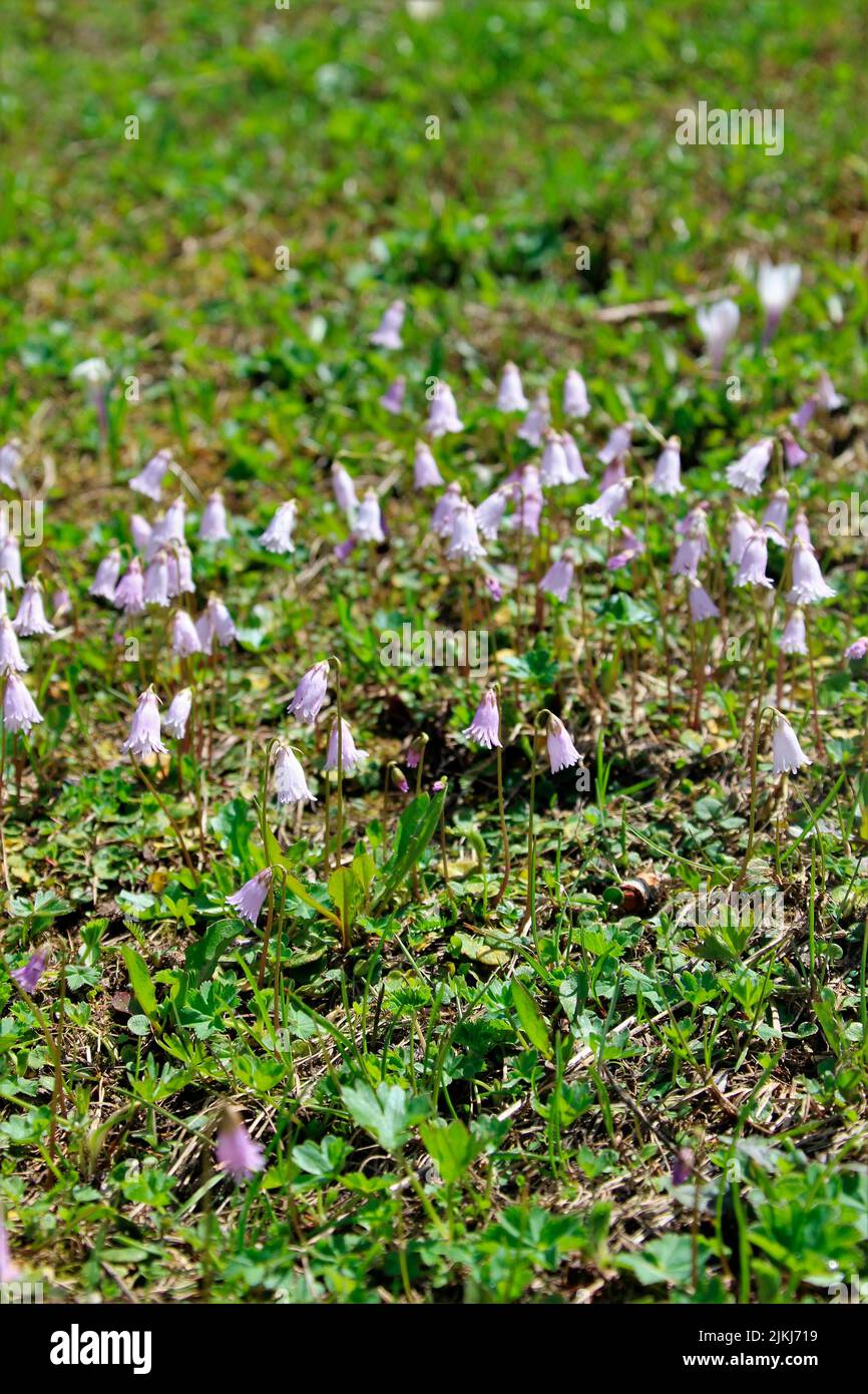 Dwarf soldanelle (Soldanella pusilla), also called dwarf alpine bell.genus of alpine bells (Soldanella) within the primrose family (Primulaceae). Stock Photo