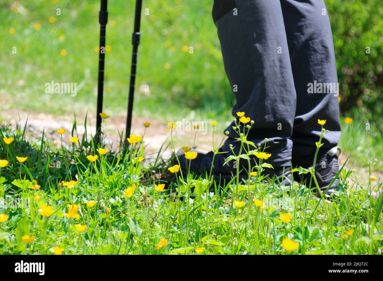 Middle-aged woman with walking sticks hiking in South Tyrol, Ranunculus, meadow, Ahrntal, Klausberg, Italy, Stock Photo