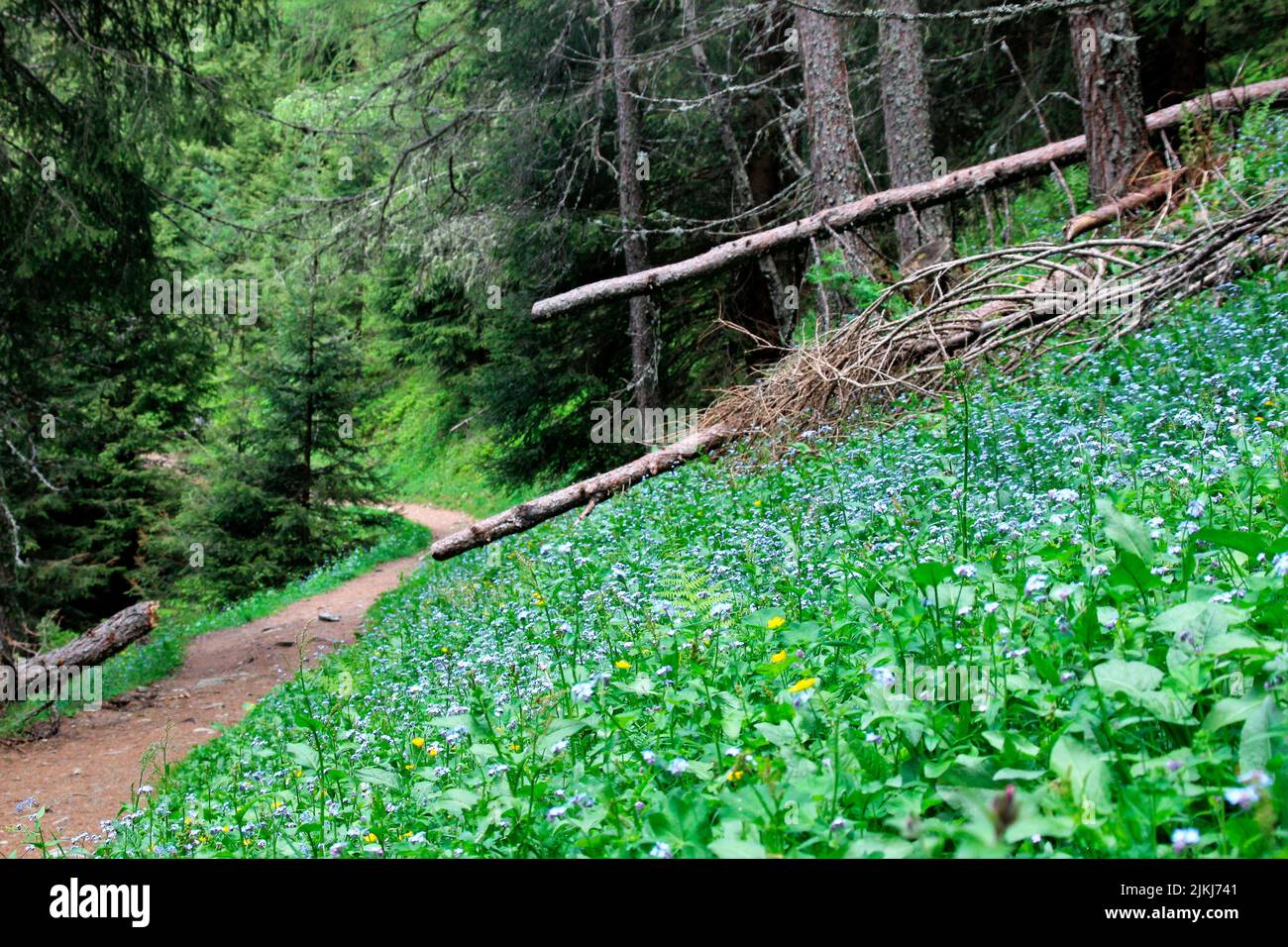 Hiking at Klausberg near Steinhaus in Ahrntal, Pustertal, South Tyrol Italy Stock Photo