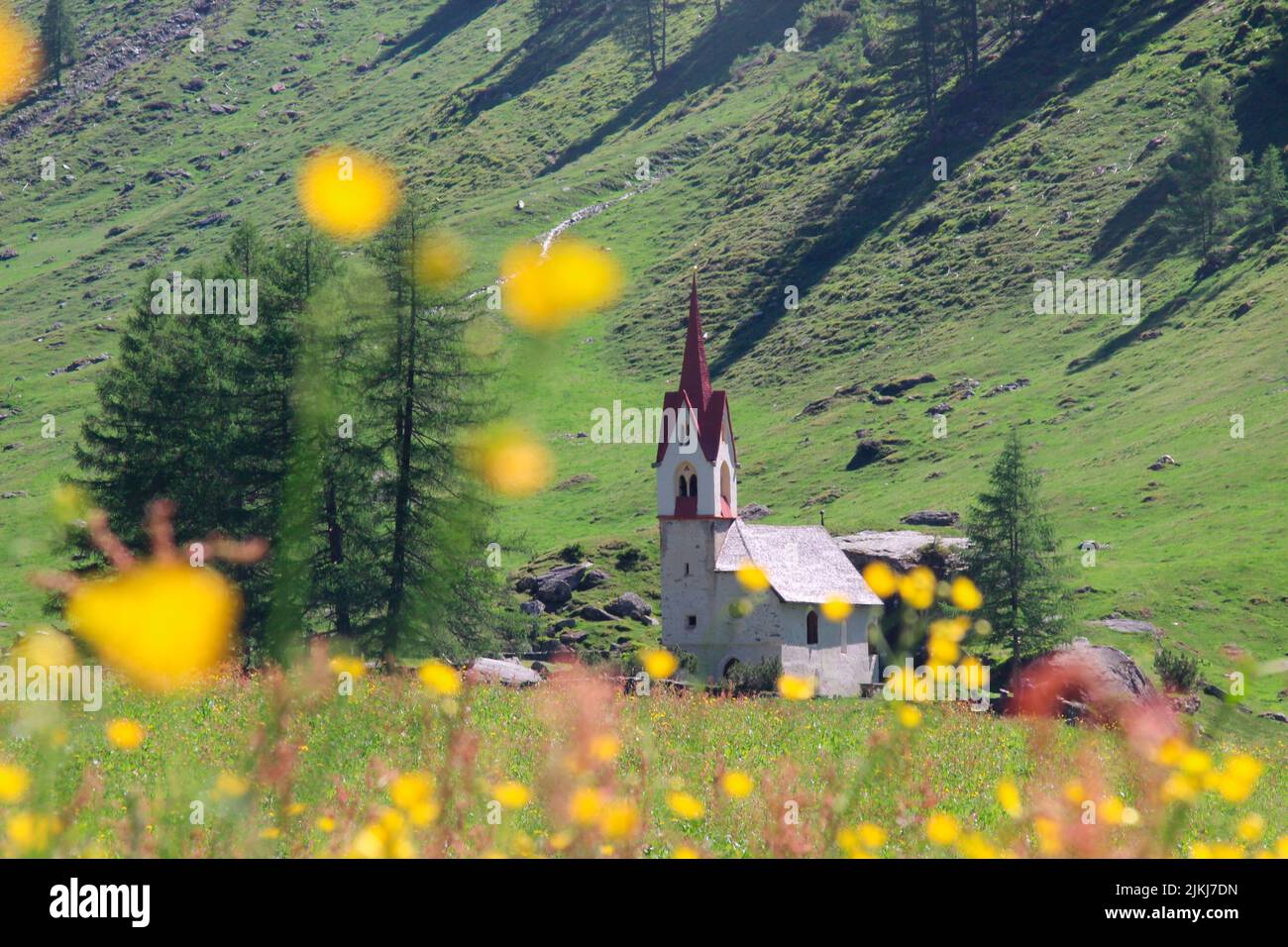 flowering buttercup meadow ranunculus acris in Prettau, Ahrntal ...