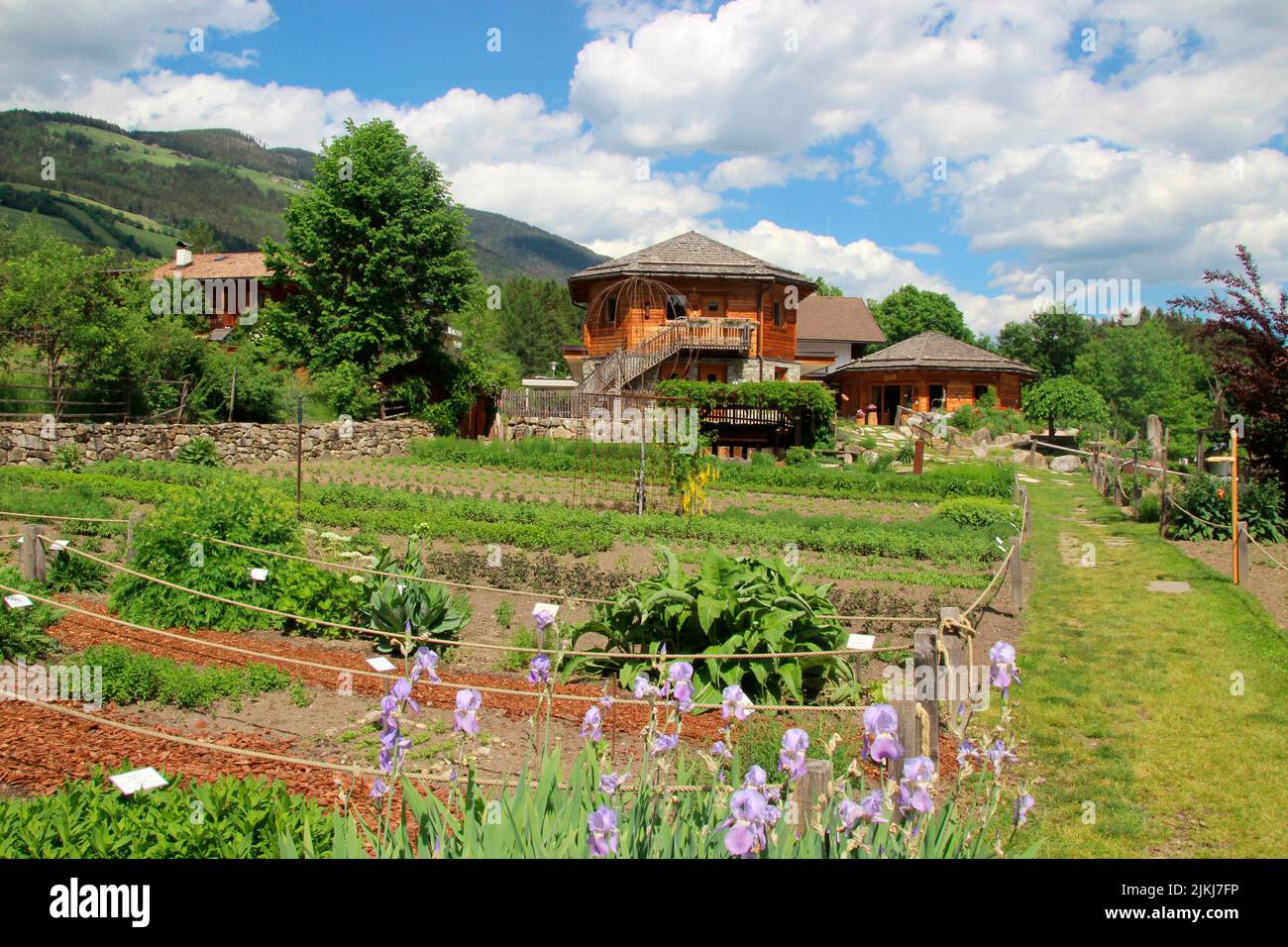 Italy South Tyrol Pustertal, Pfalzen, herb garden of the company Bergila, (medicinal herbs and essential oils in organic cultivation) Stock Photo
