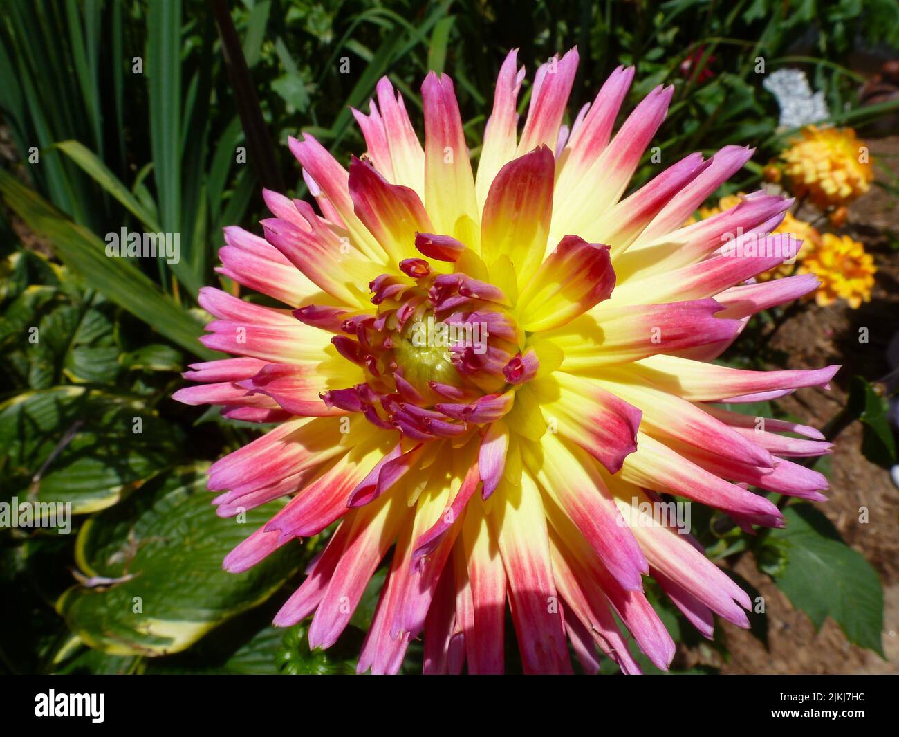 A closeup of a yellow 'Cactus' Dahlia with pink edges against green leaves in sunlight Stock Photo