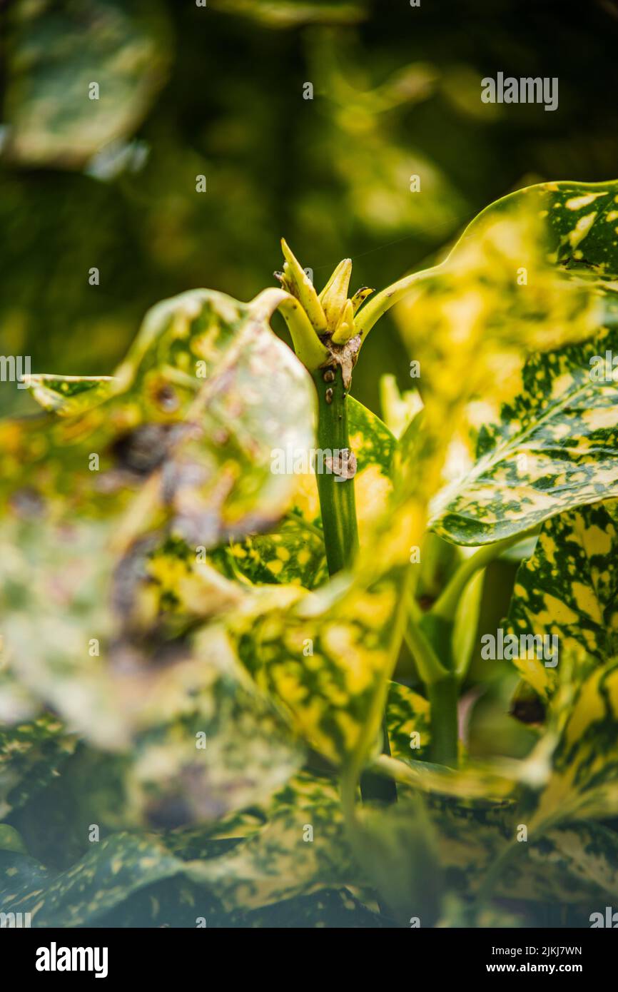 Aucuba aucuba japonica hi-res stock photography and images - Alamy