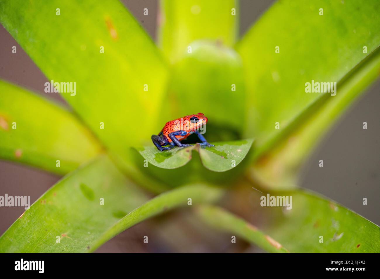 A strawberry poison dart frog perched on a plant leaf in Costa Rica Stock Photo