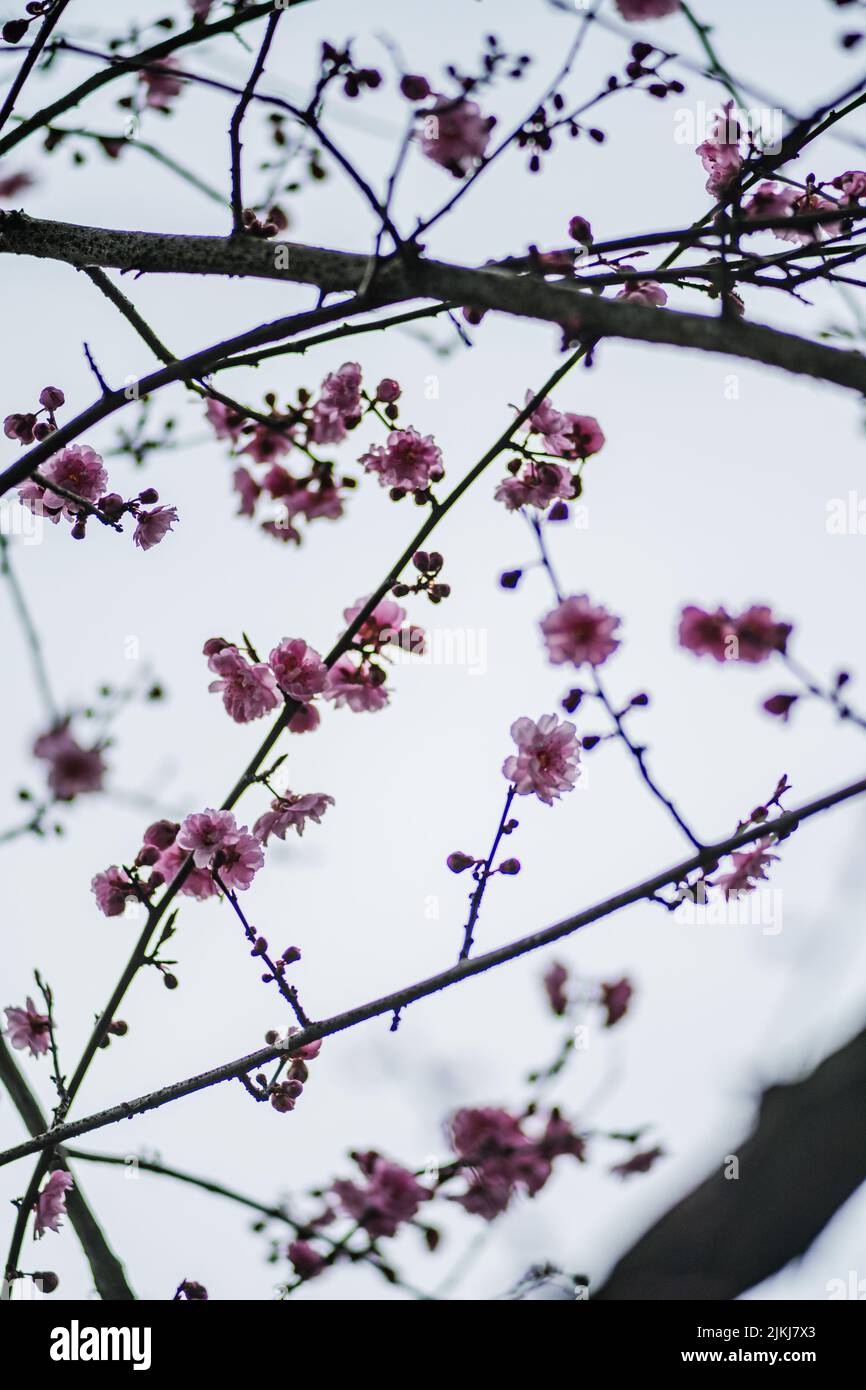A closeup of a Cherry blossom tree in a garden Stock Photo - Alamy