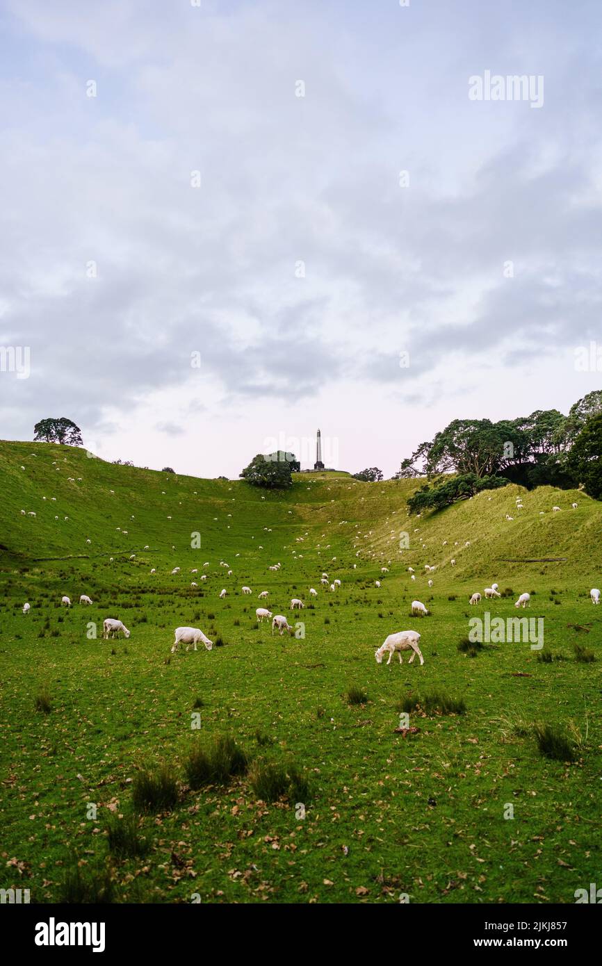 A vertical shot of the grazing sheep on the One Tree Hill, Auckland ...