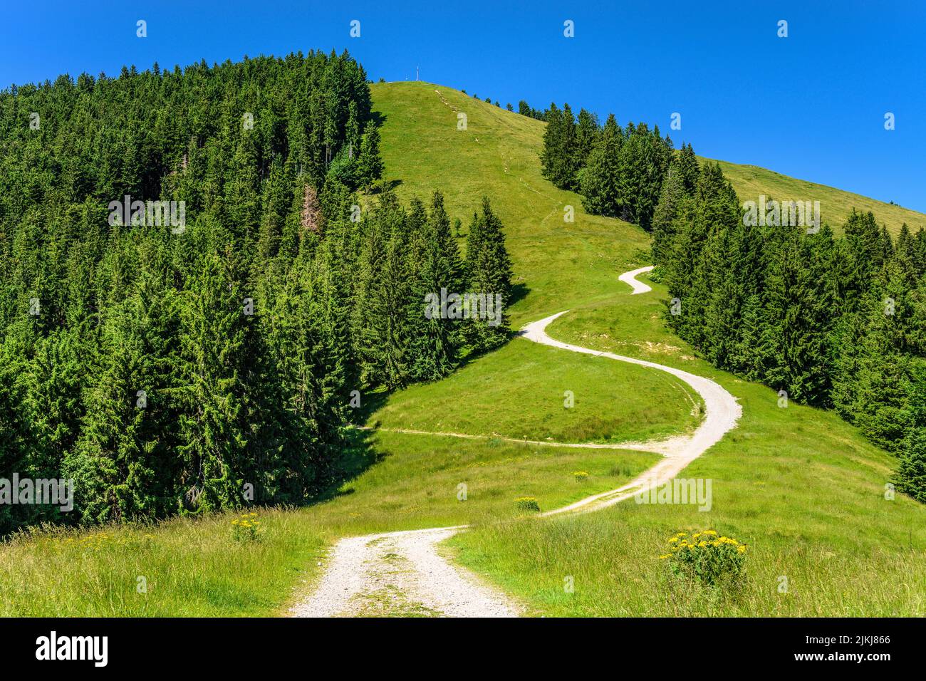 Utilised forest hires stock photography and images Alamy