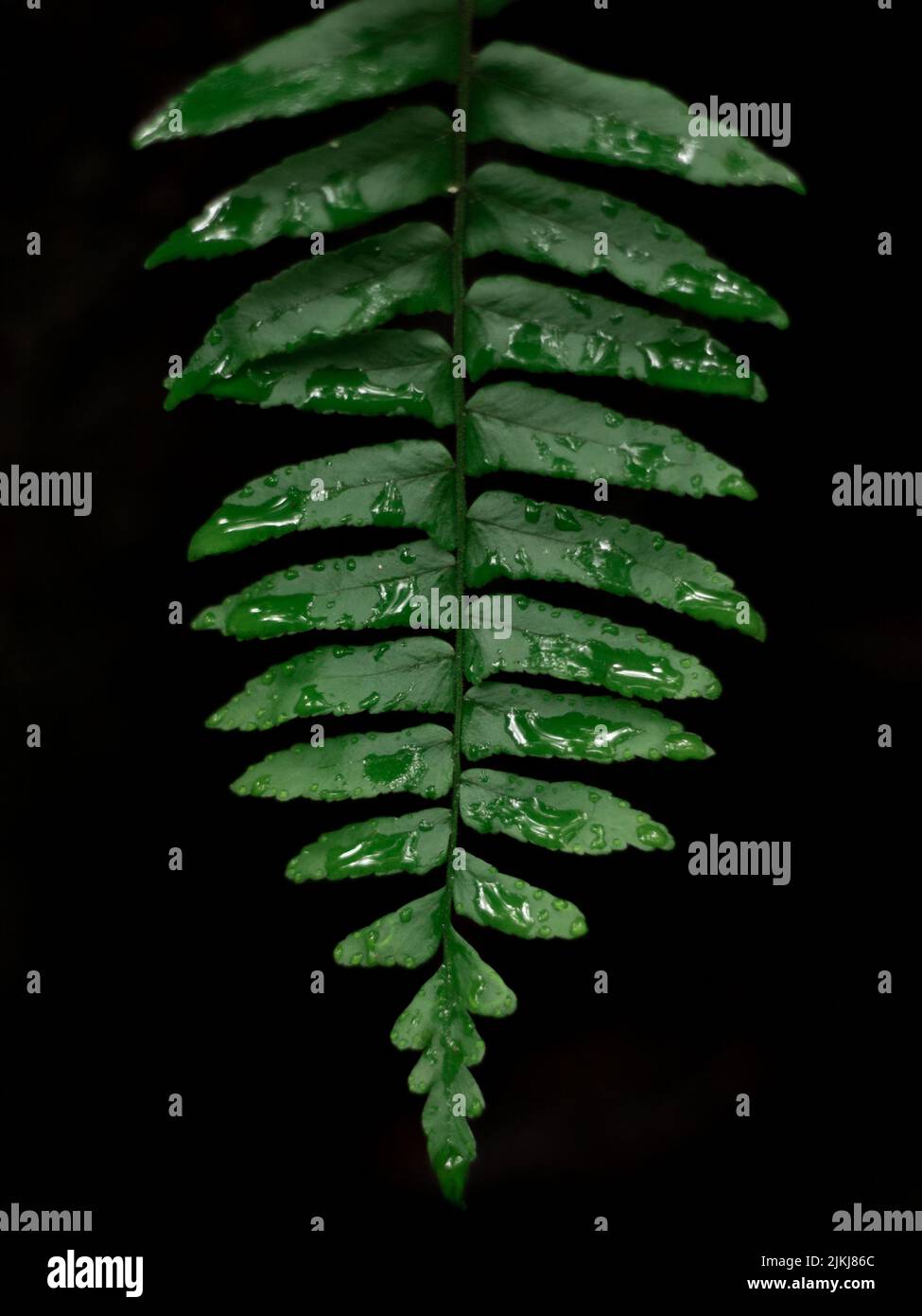 A vertical shot of water drops of dew or rain on a fern leaf isolated on a black background Stock Photo