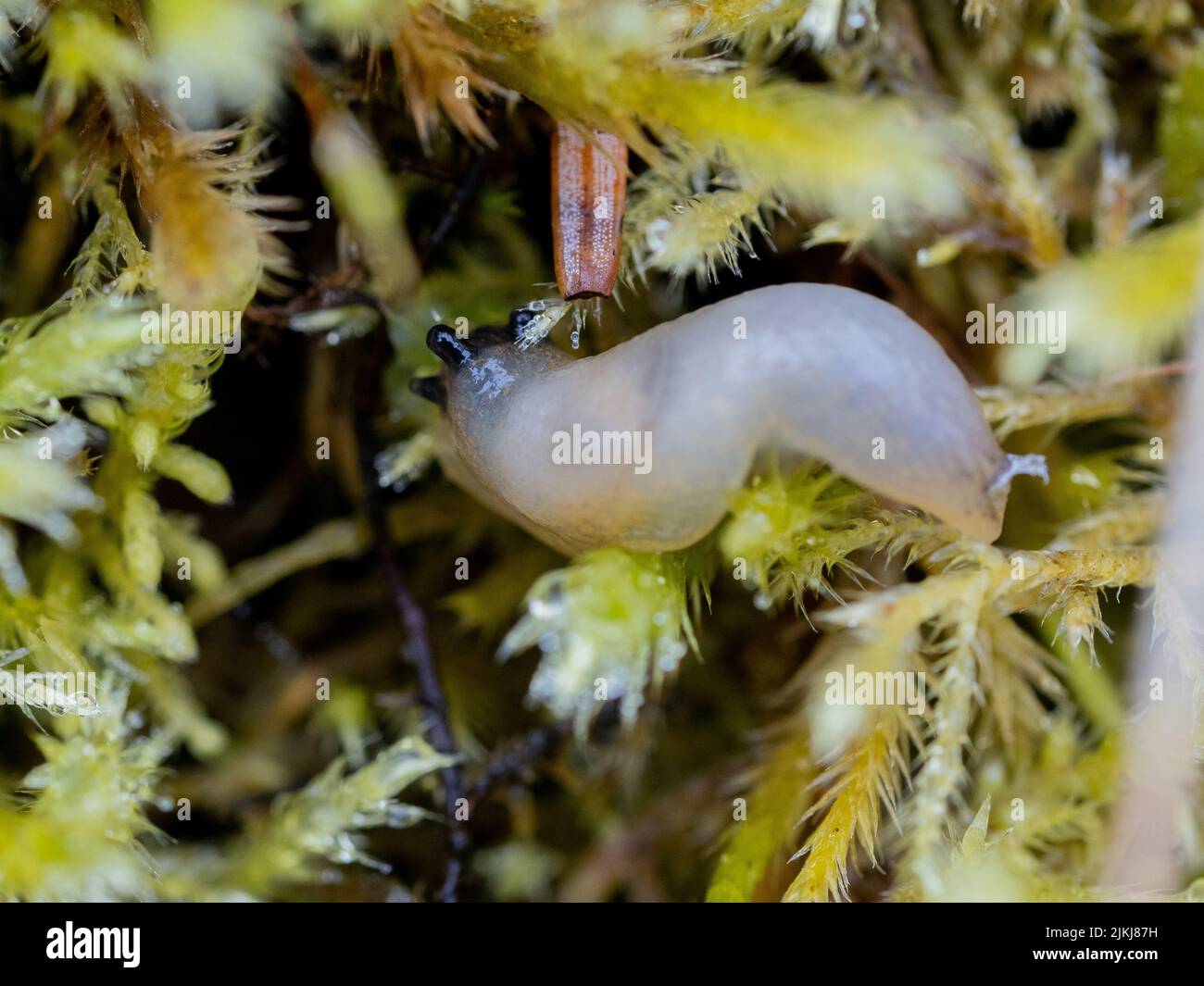 A closeup shot of a slug sitting on a plant Stock Photo