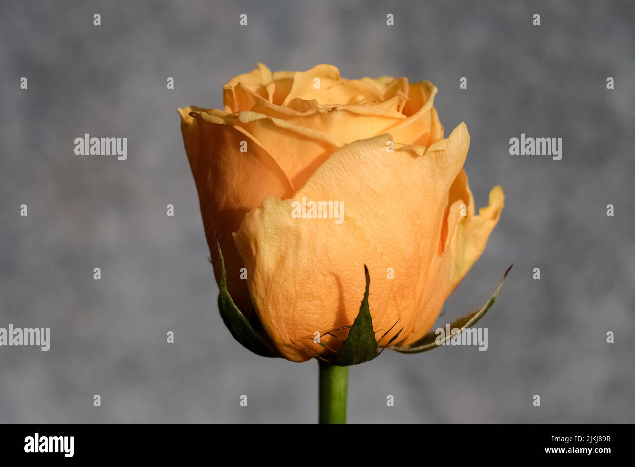 Yellow Rose isolated on grey background. close up. macro Stock Photo
