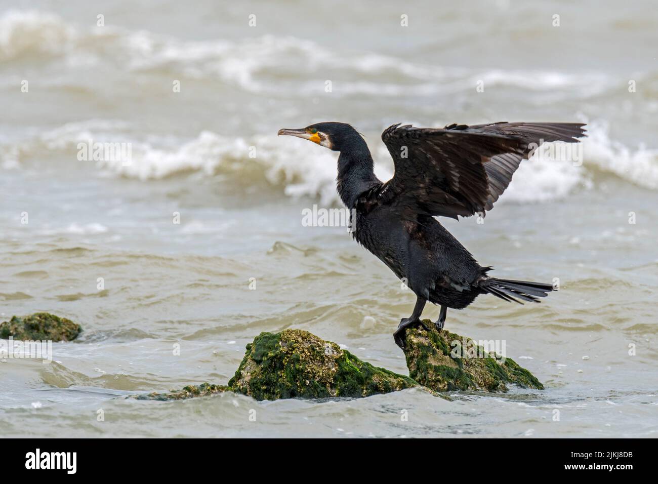 Great cormorant (Phalacrocorax carbo) on rock stretching and flapping wings for drying wet feathers along the North Sea coast in summer Stock Photo