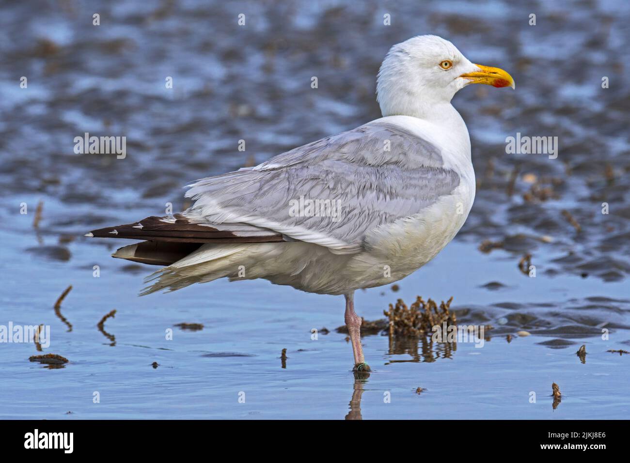 European herring gull (Larus argentatus) foraging in shallow water on the beach along the North Sea coast in summer Stock Photo