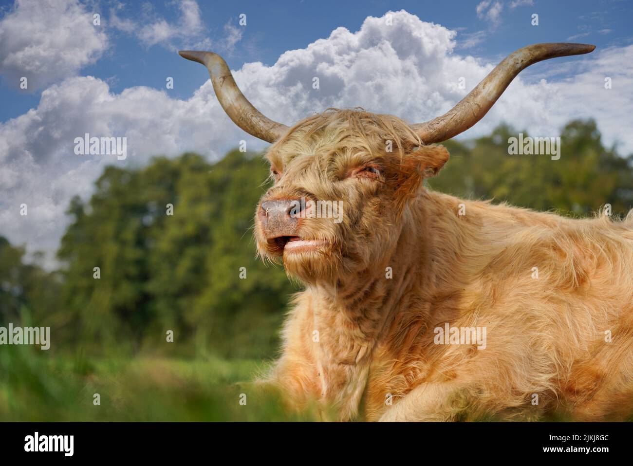 Highland cattle standing in a meadow hi-res stock photography and ...