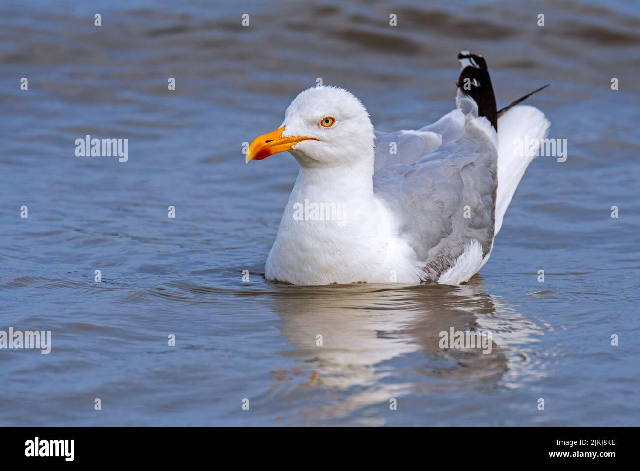 European herring gull (Larus argentatus) swimming along the North Sea coast in summer Stock Photo