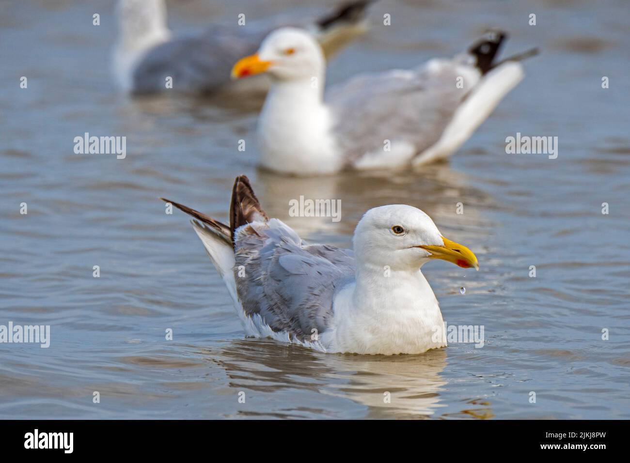 European herring gulls (Larus argentatus) swimming along the North Sea coast in summer Stock Photo