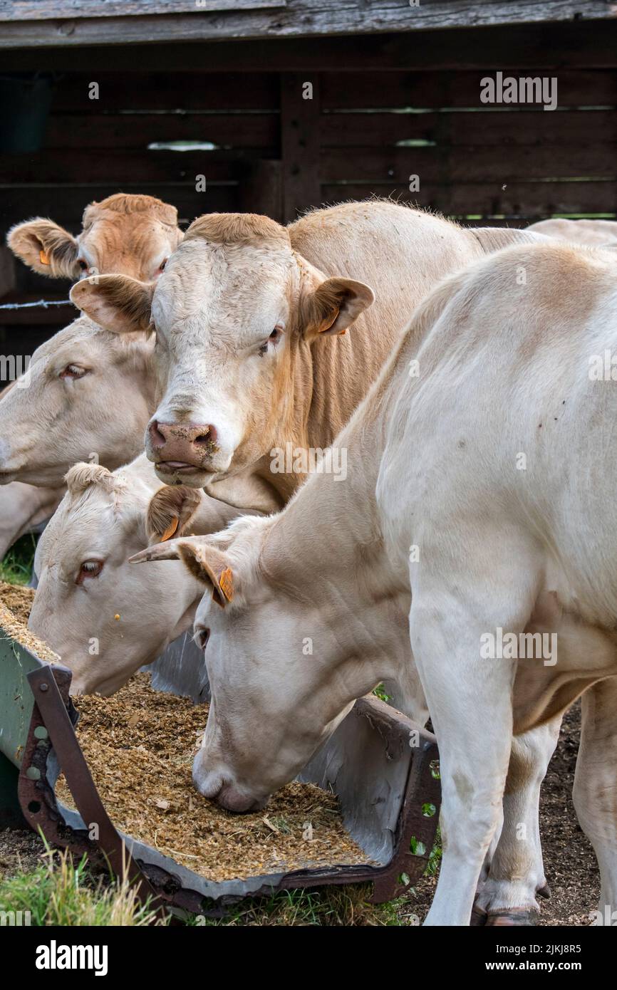 Herd of white Charolais cows, French breed of taurine beef cattle, eating fodder / forage from trough / manger in field Stock Photo
