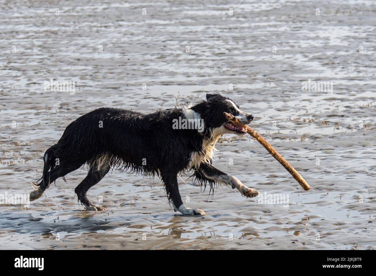 Black & white Border Collie running and playing fetch with large branch in mouth on sandy beach at low tide along the North Sea coast Stock Photo
