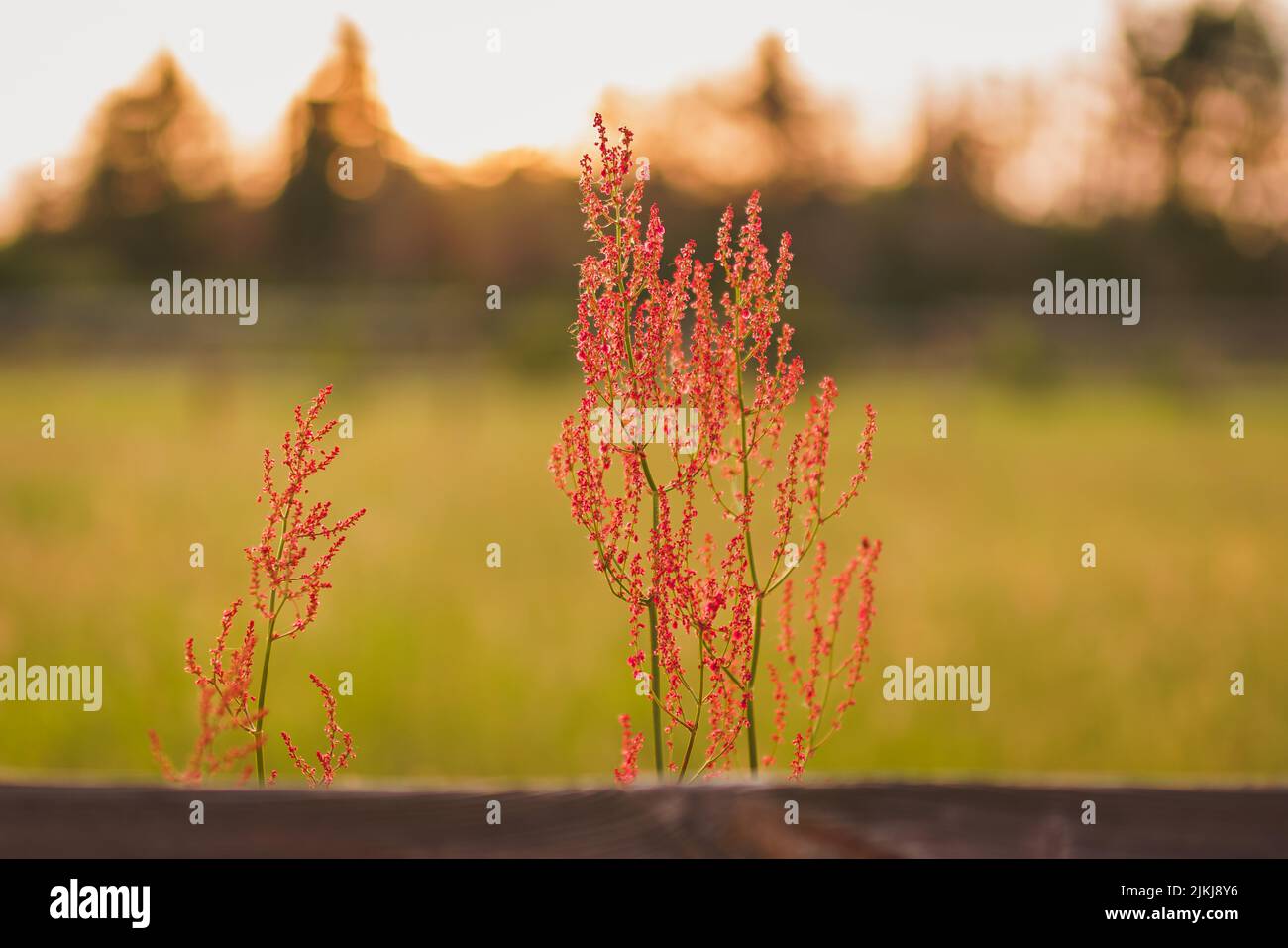 A closeup shot of red sorrel plants in the field at sunset with blurred background Stock Photo