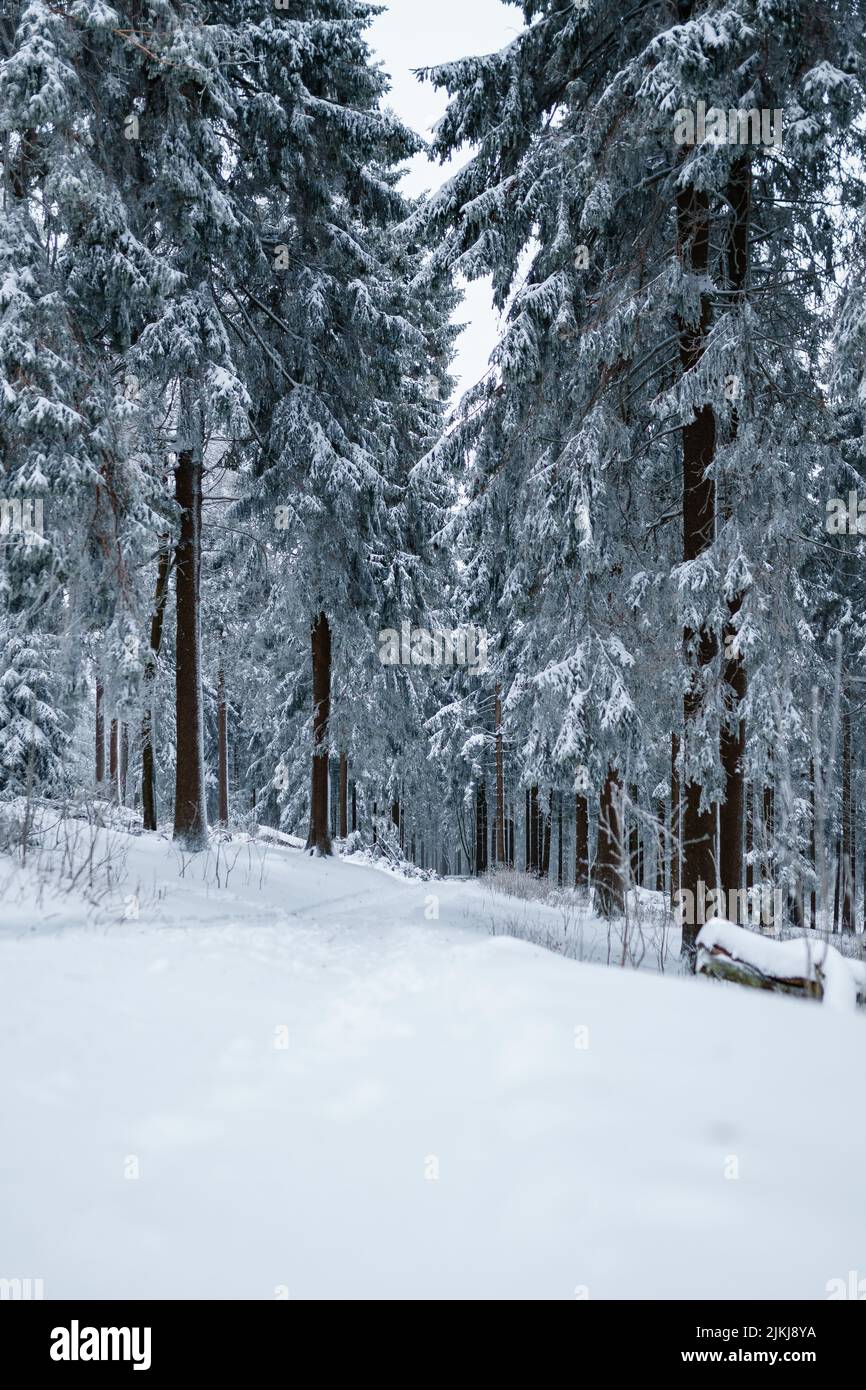 A Beautiful winter scene of snowy fir trees in the forest Stock Photo ...