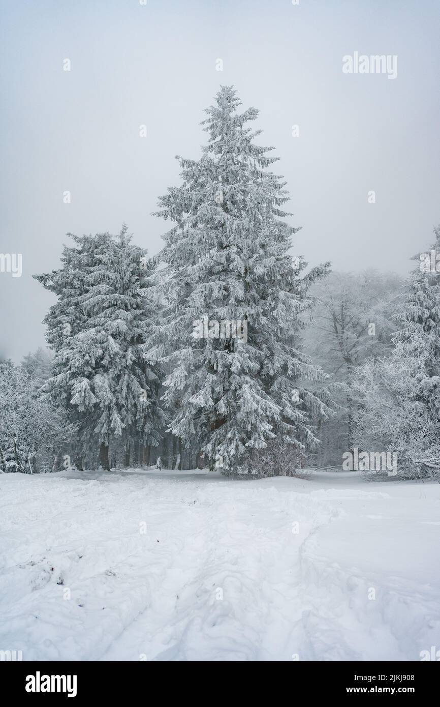 A beautiful winter scene of snowy fir trees in the forest Stock Photo ...