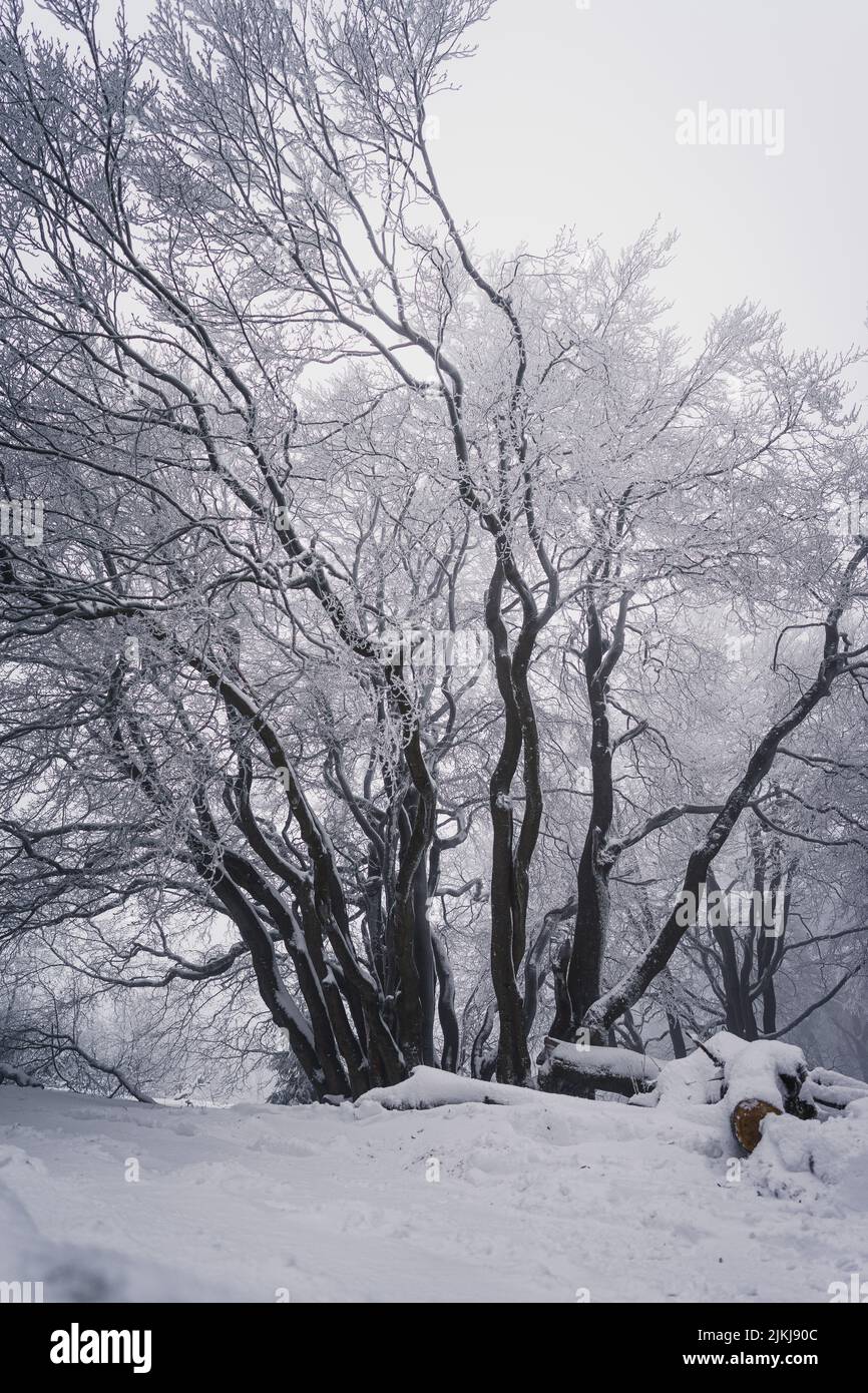 A Beautiful winter scene of snowy fir trees in the forest Stock Photo ...