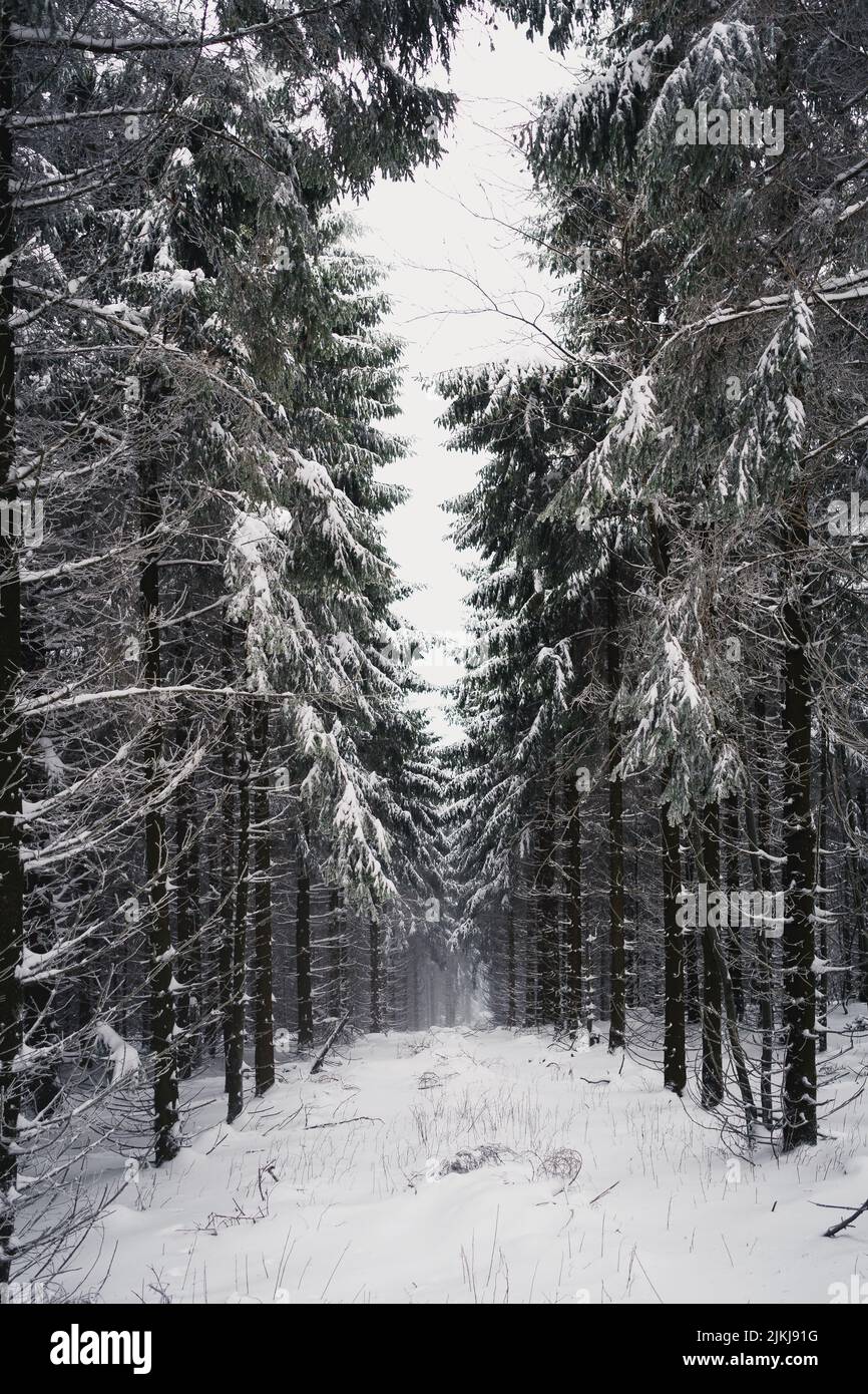A Beautiful winter scene of snowy fir trees in the forest Stock Photo ...