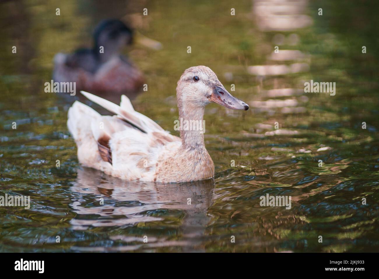 A shallow focus shot of an Indian Runner duck swimming in calm water during daytime with blurred background Stock Photo