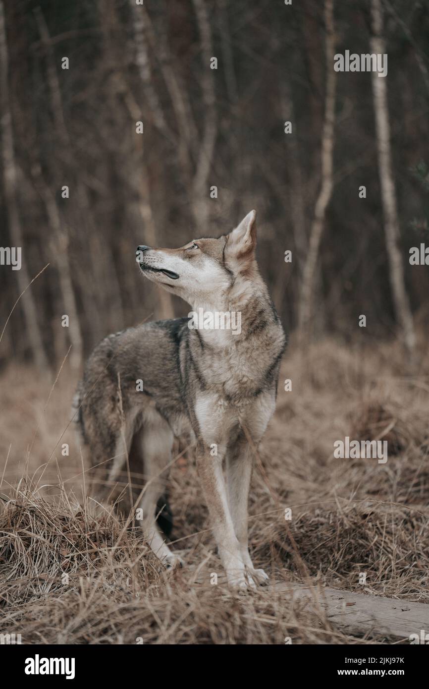 A shot of a Saarloos Wolfdog standing in a forest and looking up with blurred background Stock Photo