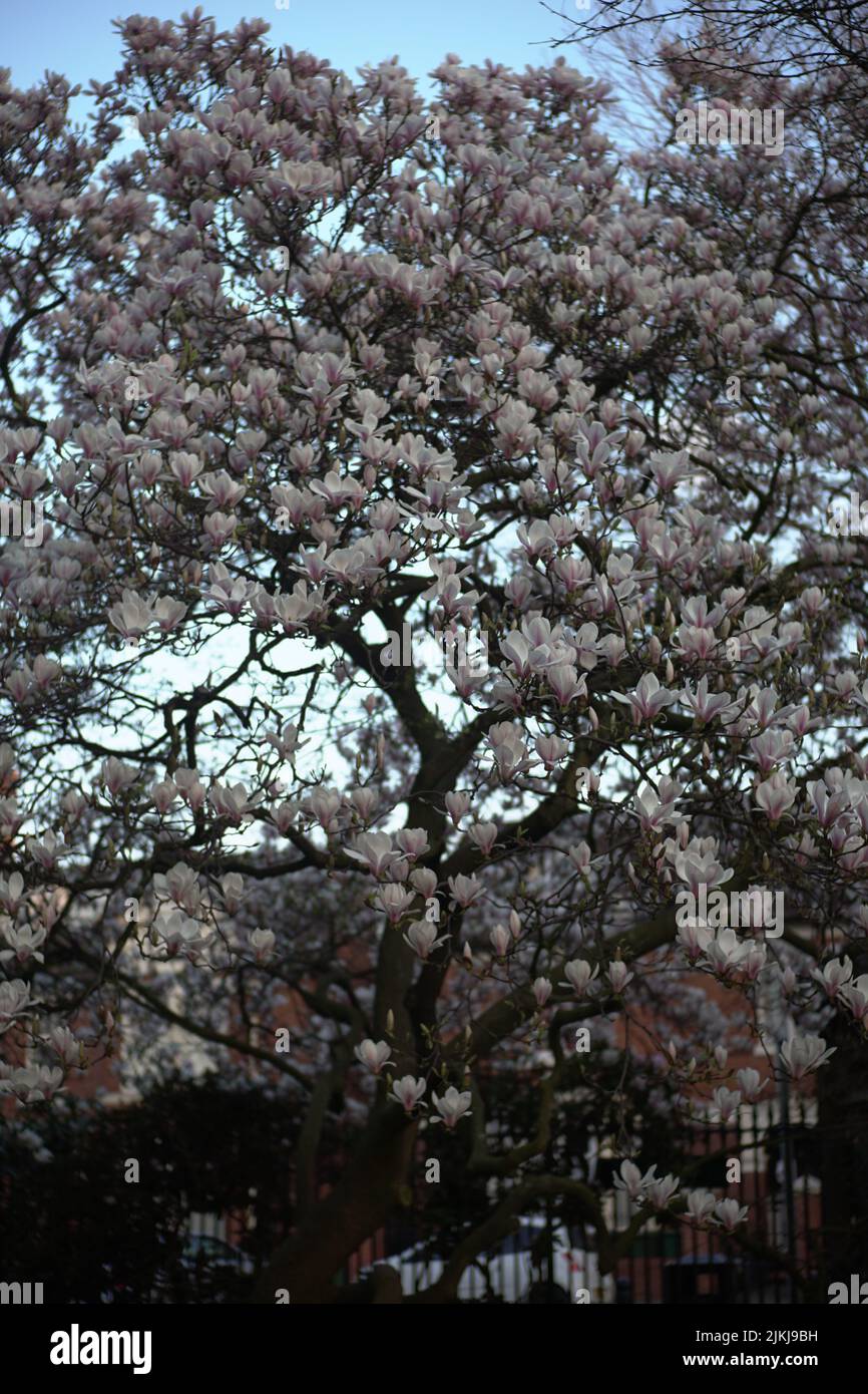A vertical shot of  magnolia tree blossoms under the bright sunlight Stock Photo