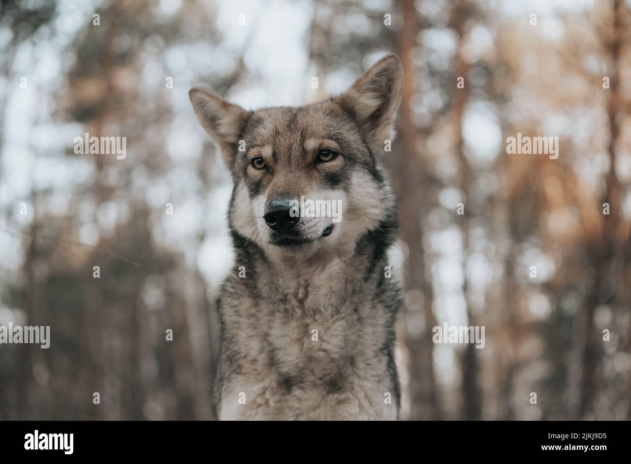 A closeup shot of a Saarloos Wolfdog with blurred background Stock Photo
