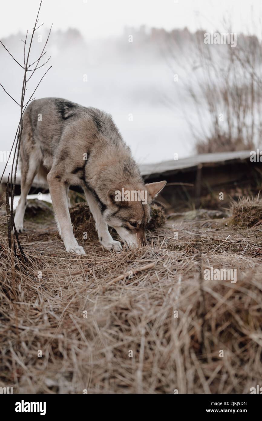 A shot of a Saarloos Wolfdog in a park smelling the herbs with blurred background Stock Photo