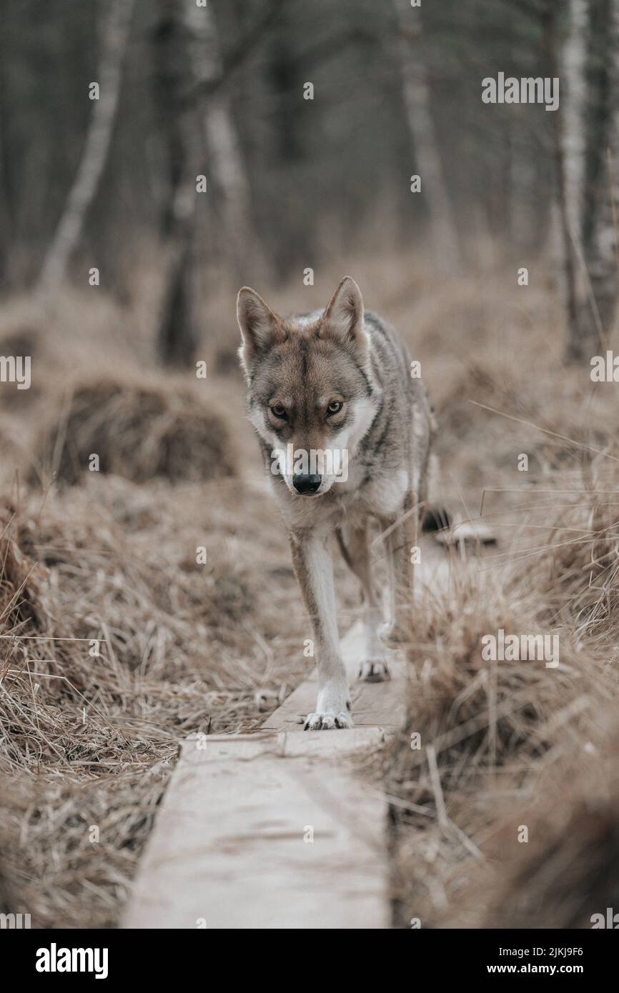 A shot of a Saarloos Wolfdog walking in a forest with blurred background Stock Photo