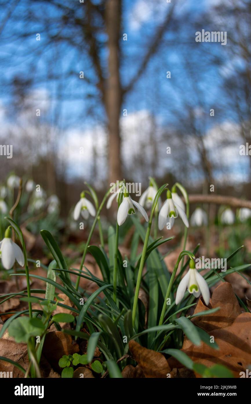 A vertical closeup of tiny white Snowdrops growing on the ground among fallen leaves Stock Photo