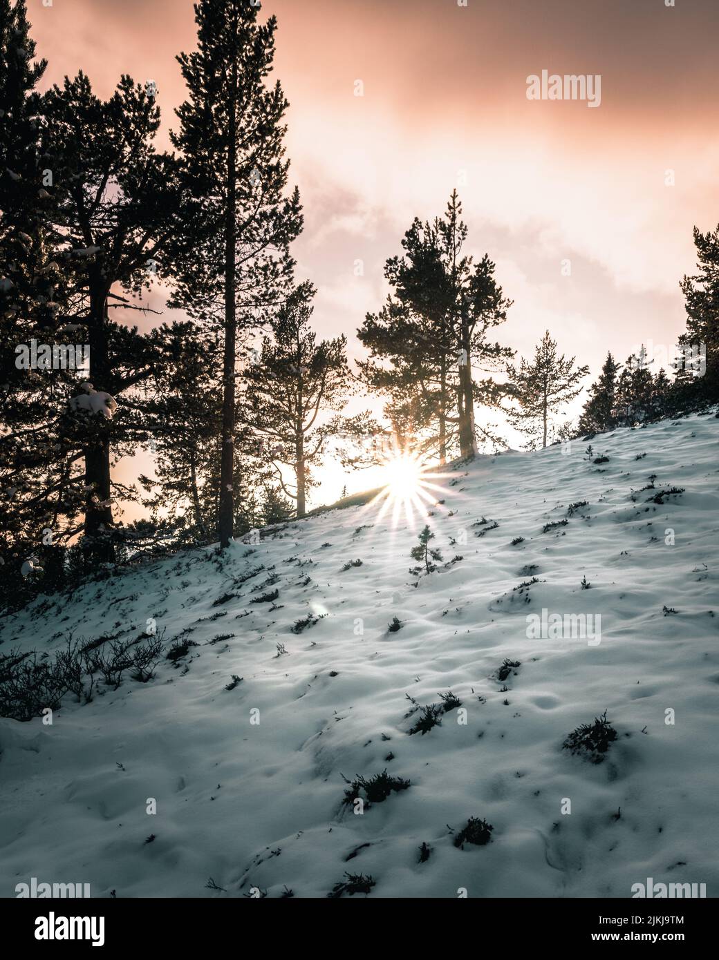 A vertical winter landscape with the sun shining behind the snowy trees on the hill Stock Photo