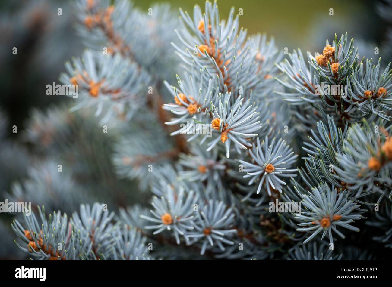 A selective focus shot of a branch of a blue spruce Stock Photo