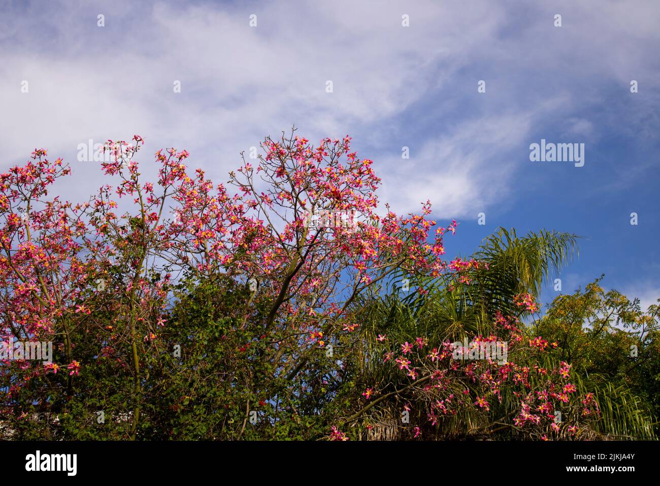 A closeup of purple Bauhinia flowers growing on a green tree against a blue sky Stock Photo