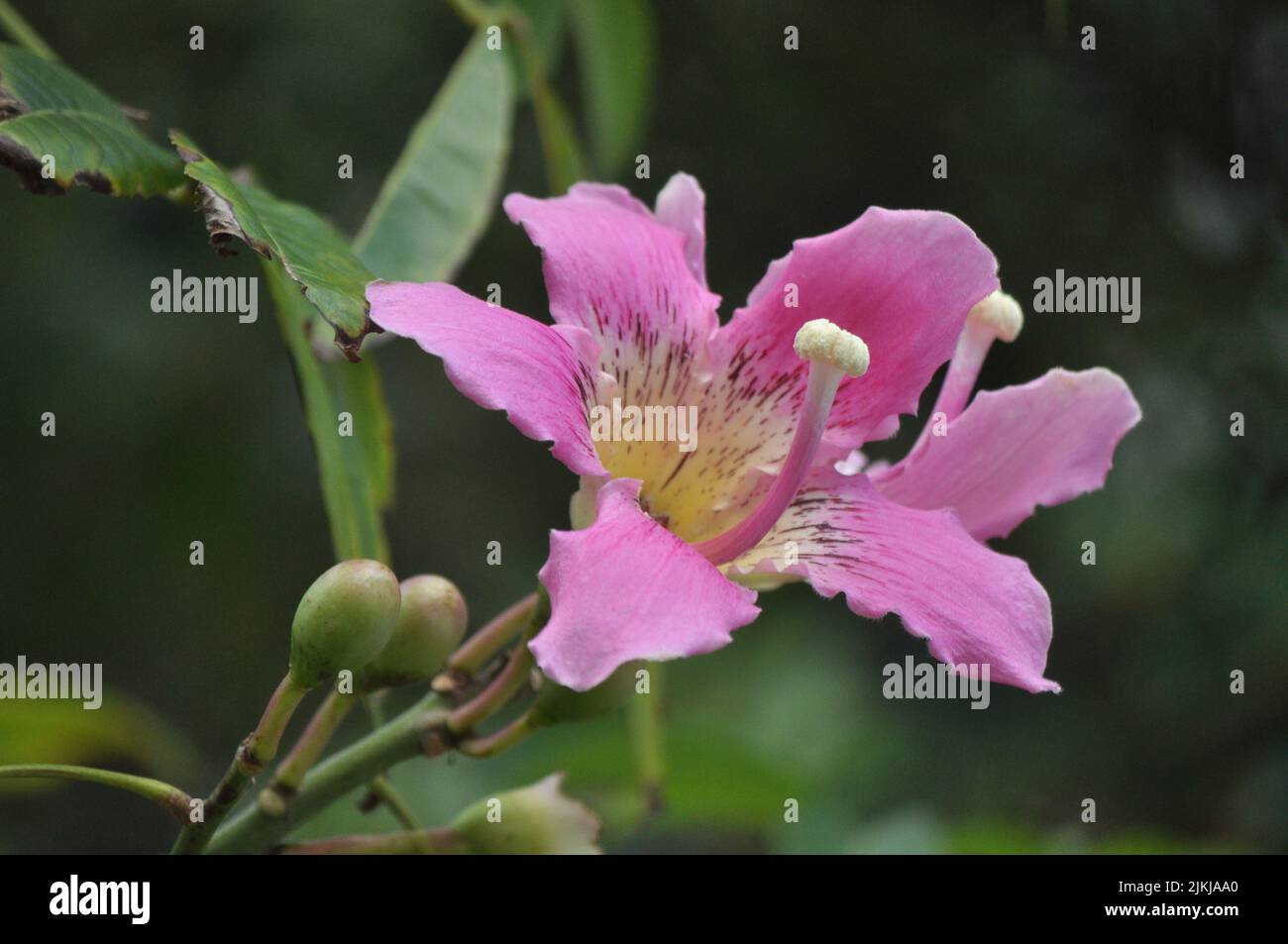 A pink silk flower of chorisia speciosa (ceiba floss) Stock Photo