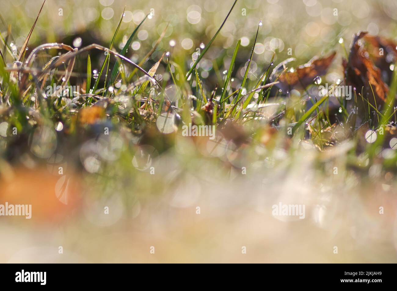 A blurred bokeh background of wet green grass in the sunny morning after rain Stock Photo