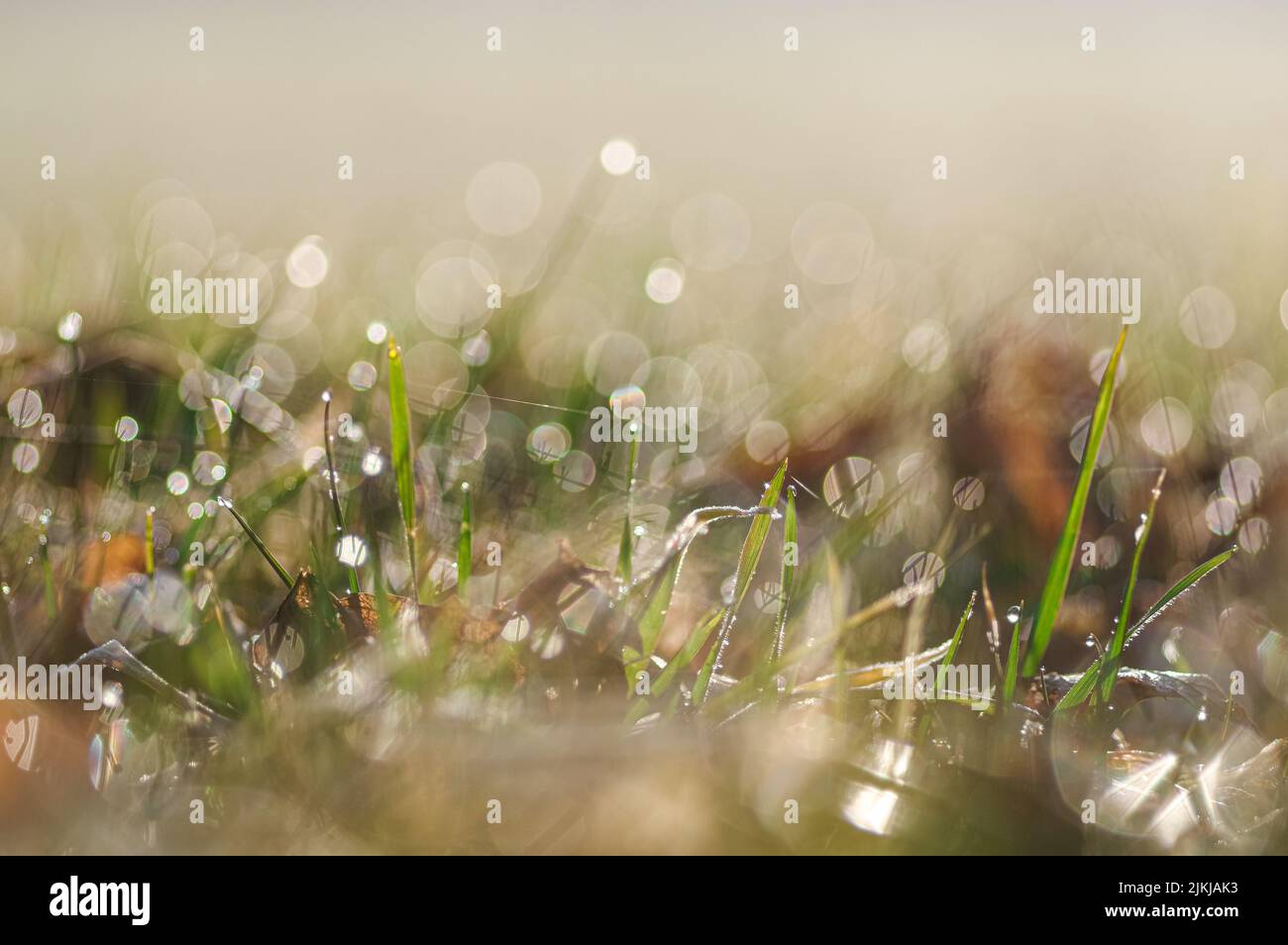 A blurred bokeh background of wet green grass in the sunny morning after rain Stock Photo