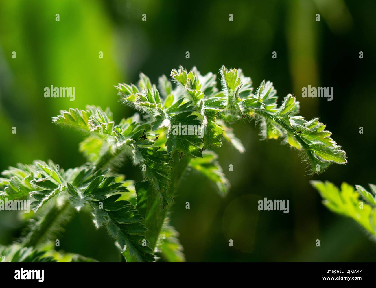 Plant sunlight hi-res stock photography and images - Alamy