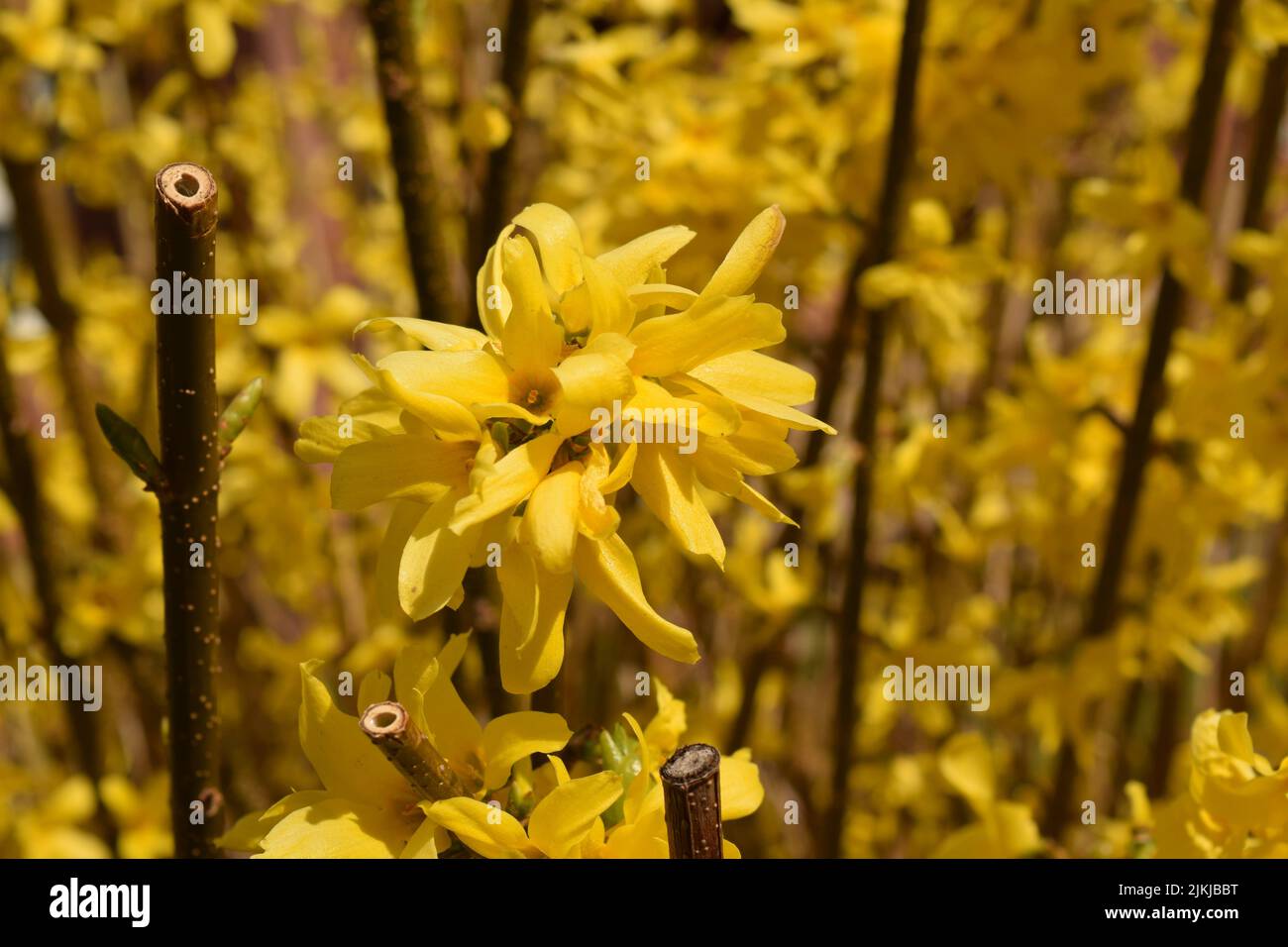 A closeup shot of a yellow forsythia on the blurry background Stock Photo